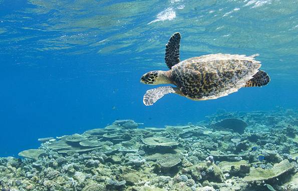 柏悦哈达哈岛浮潜