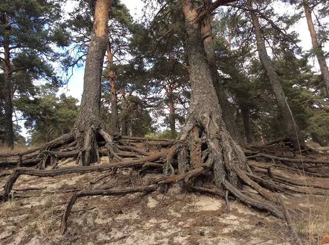 海拉尔国家森林公园-名人峰