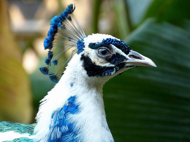 西双版纳孔雀山庄