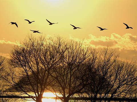 琵琶湖水鸟・湿地中心旅游景点图片