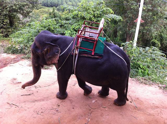 甲米沙发里乐园