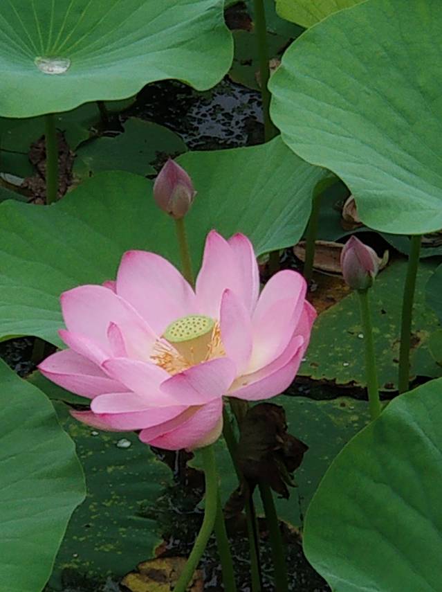 龙潭荷花湖度假公园-天柱排青公园