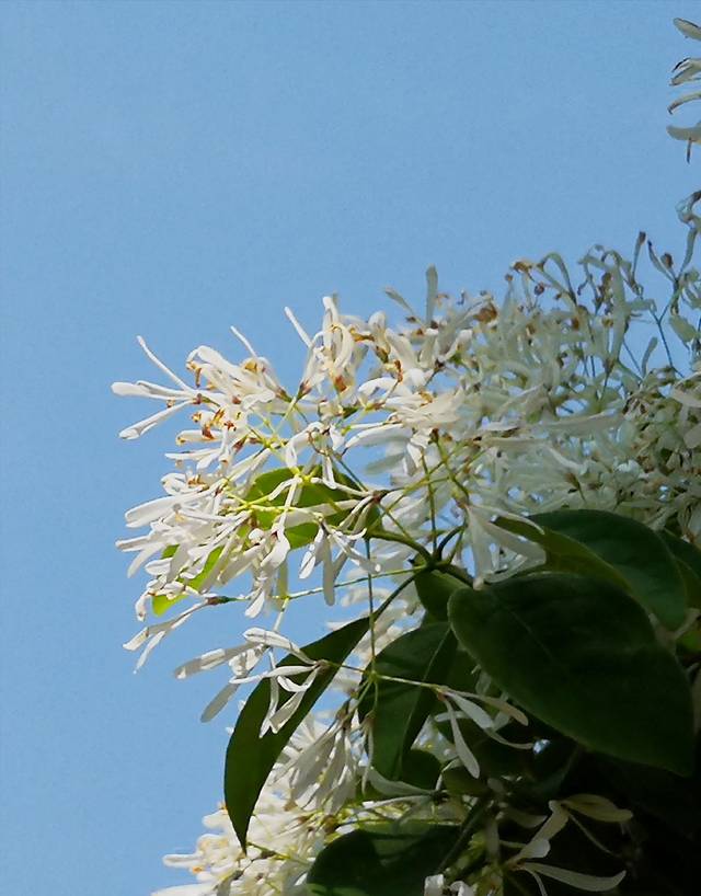 密西根州立大学