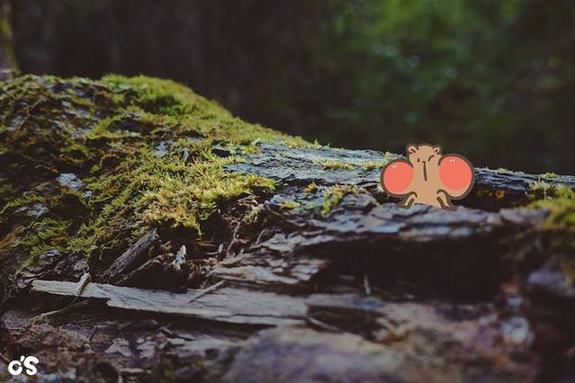 千岛湖风景区-天屿明珠观岛公园