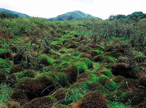 广东惠东古田省级自然保护区