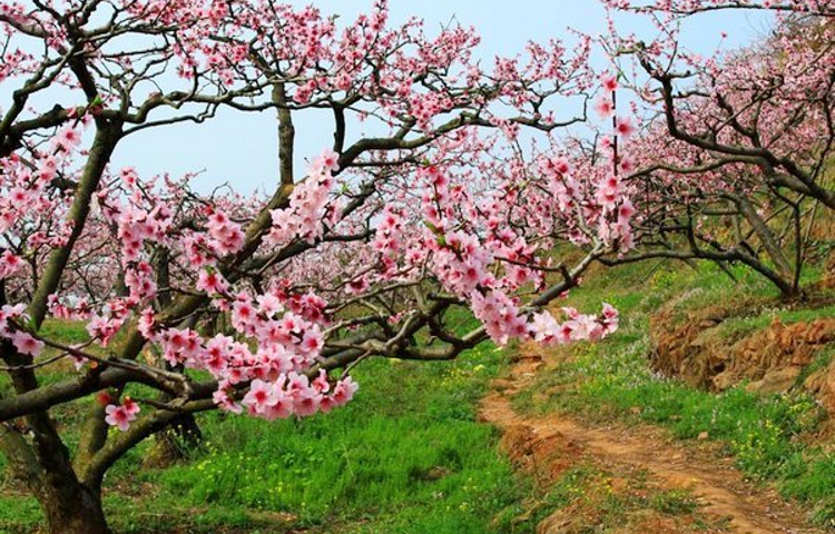 松林桃花山