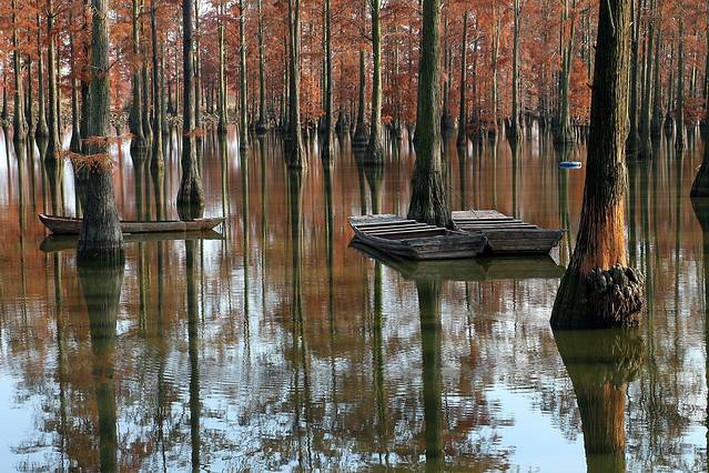 涨渡湖水上森林