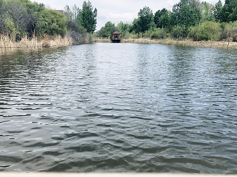 青海贵德黄河清国家湿地公园的图片
