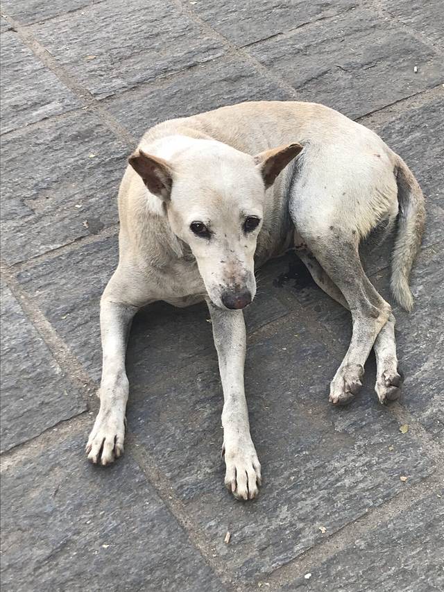 Sinhagiri Green Hut Restaurant