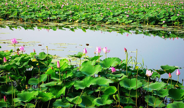 汉川汈汊湖国家湿地公园旅游景点图片