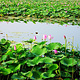 汉川汈汊湖国家湿地公园