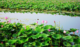 汉川汈汊湖国家湿地公园