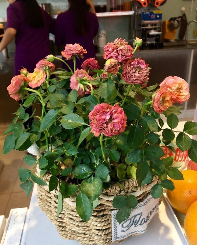 一只酸奶牛(幸福路店)