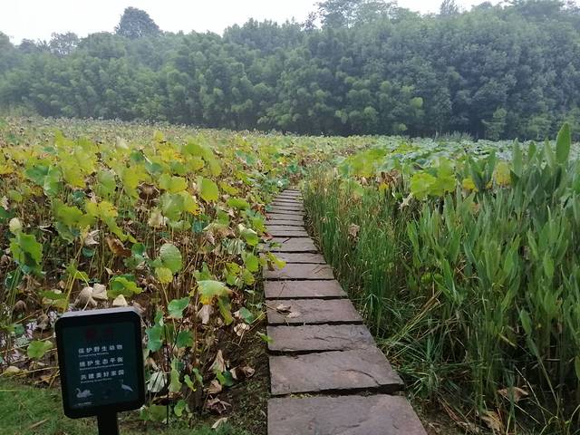 重庆大学(虎溪校区)-梅园