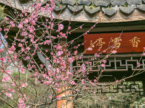 灵峰探梅旅游景点图片