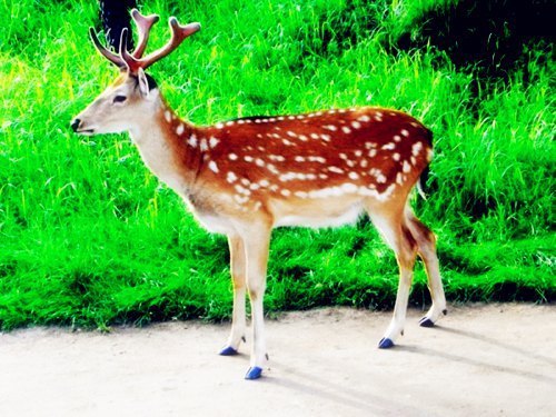 桃红岭梅花鹿国家级自然保护区