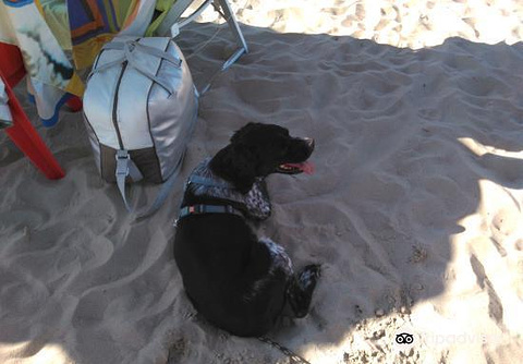 Dog Beach Catania