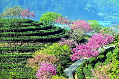 永福台品樱花茶园