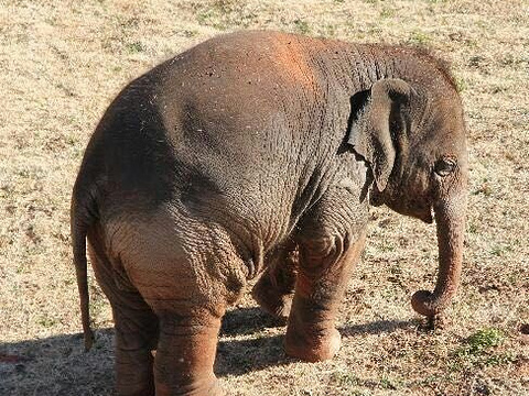 俄克拉荷馬城市動物園