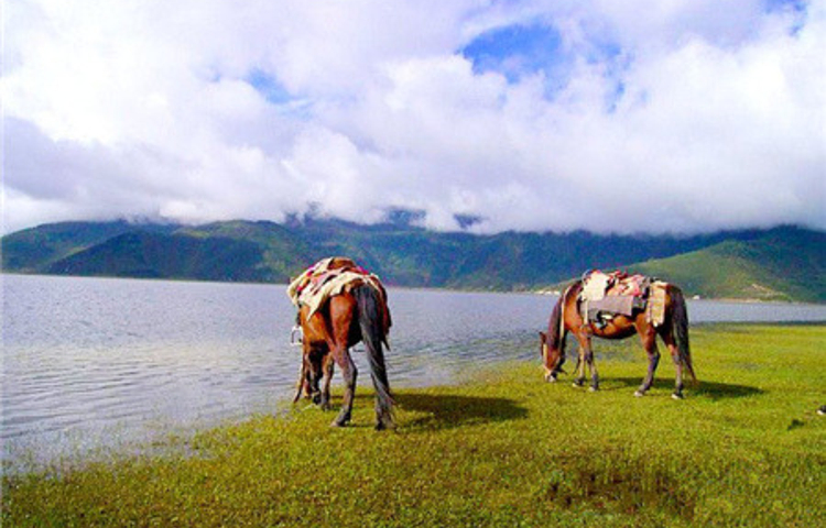 茶马古道安中马场