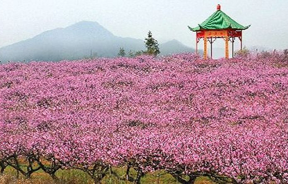 凤凰山桃花园旅游景点图片