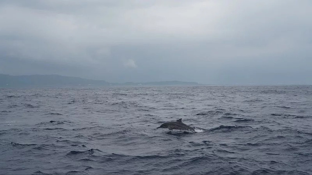 Thunder Jet Whale Watching旅游景点图片