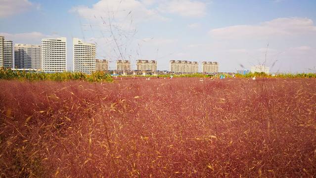 东华大学(松江校区)