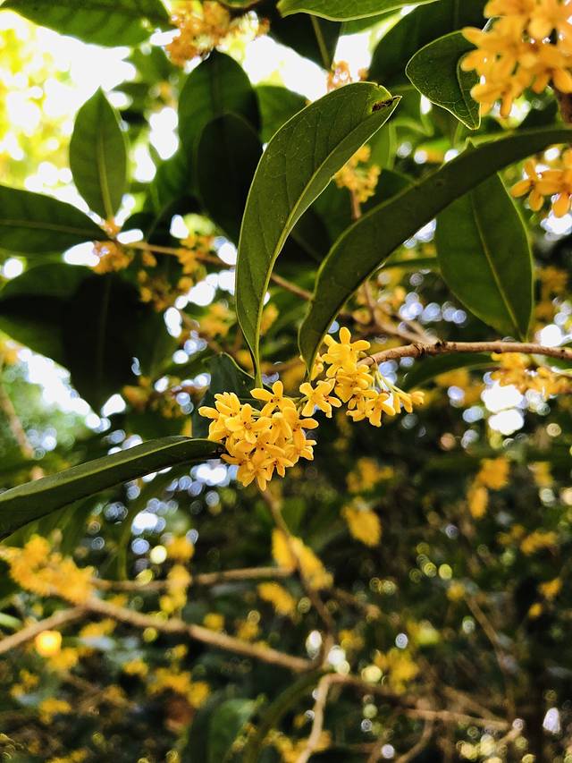 阳光绿地1期-张桥公园