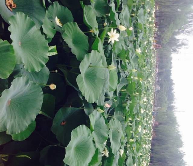荷花池
