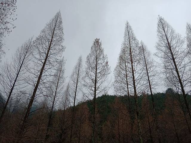 马家溪森林公园