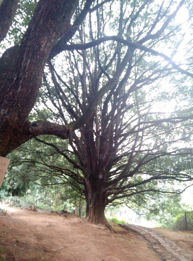 千手观音古树群