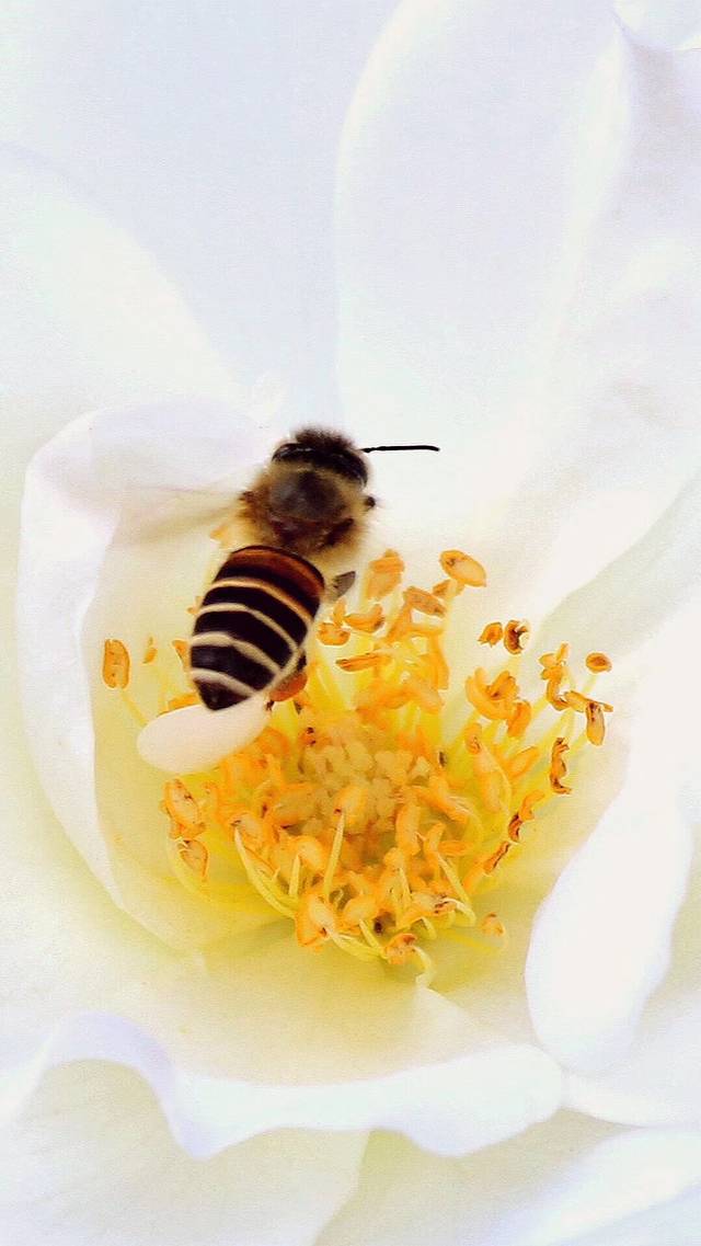 杭州植物园-洪春桥售票处