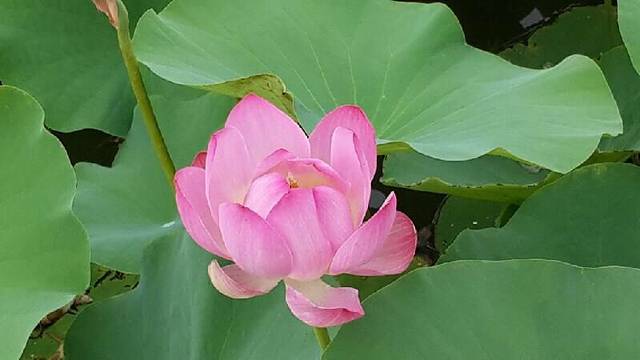 龙湖国家湿地公园