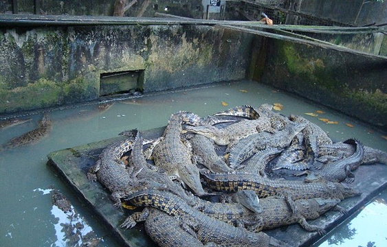 Asam Kumbang Crocodile Farm旅游景点图片