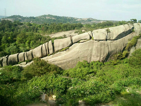 茶山龙脊杨梅园