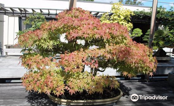 National Bonsai & Penjing Museum旅游景点图片