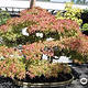 National Bonsai & Penjing Museum