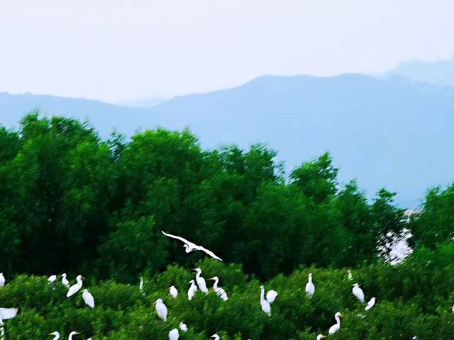 大亚湾红树林城市湿地公园