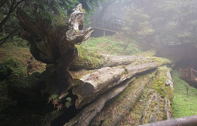 阿里山神木遗迹