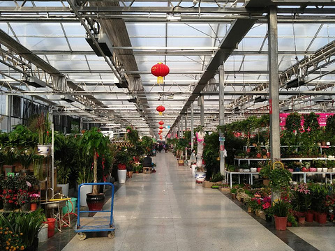 郑东花卉市场