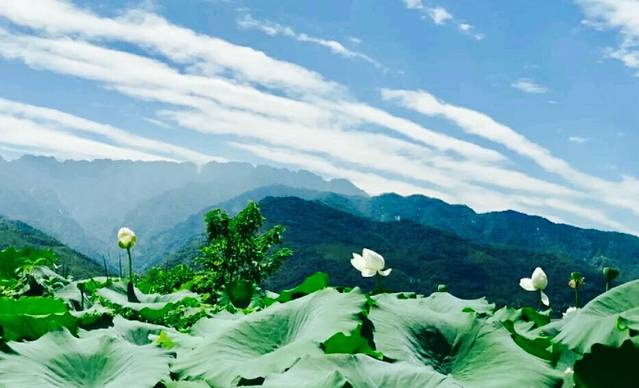 王莽乡千亩荷花