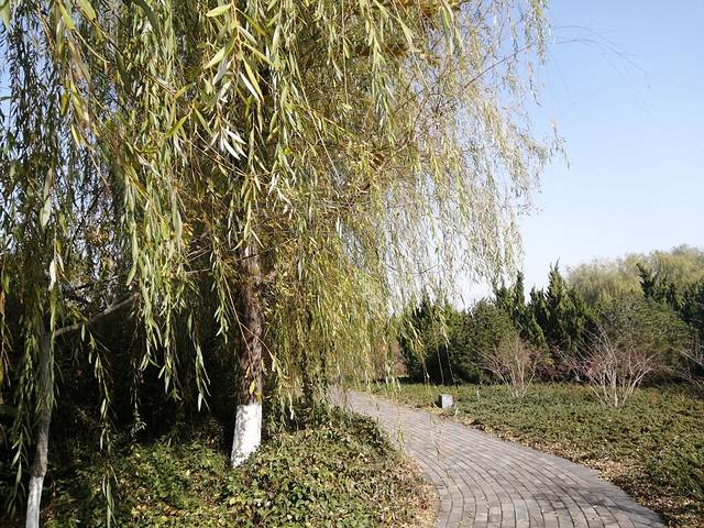 垦利植物园