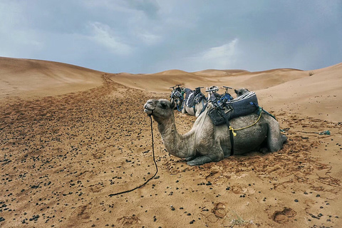 梅祖卡沙漠的图片