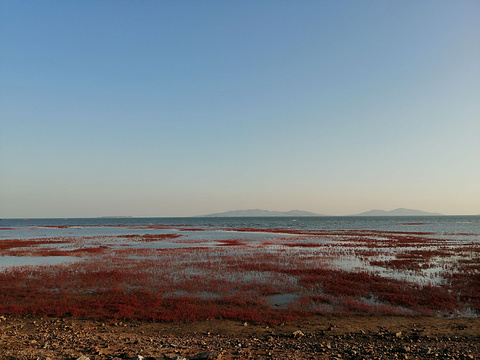 红海滩旅游景点图片