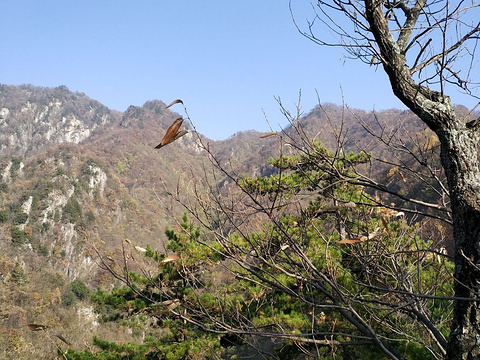 西峡银树沟银兴度假村旅游景点图片