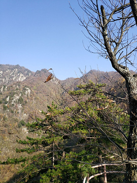 西峡银树沟银兴度假村的图片