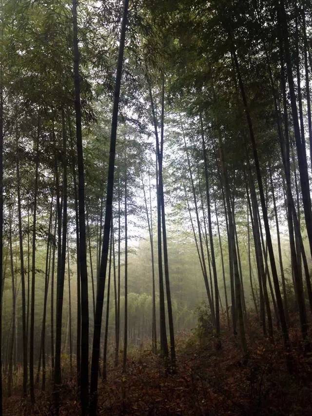 笄山竹海缘农家乐