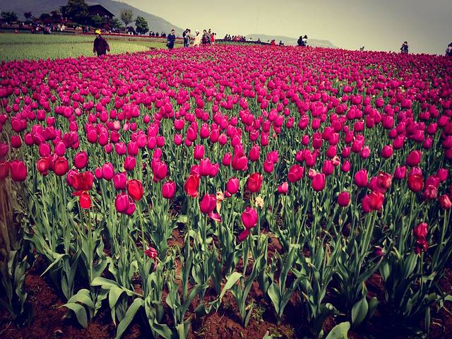 半汤郁金香高地景区