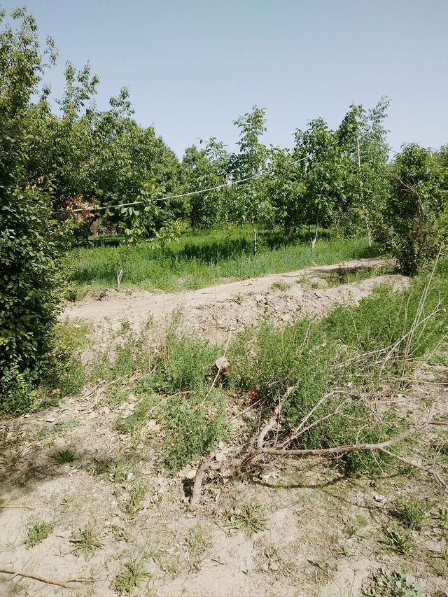 英吉沙县北湖公园