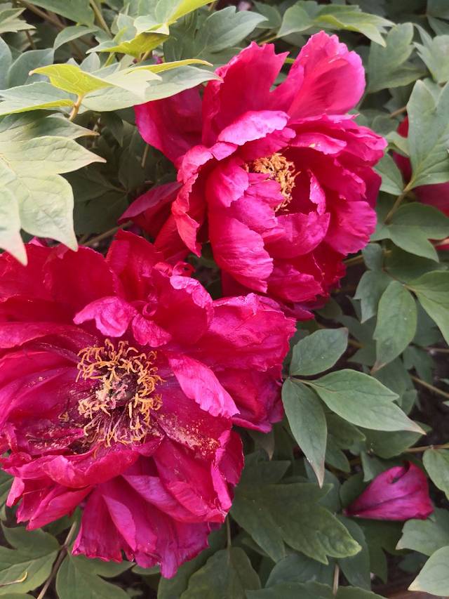 中国古老月季文化园